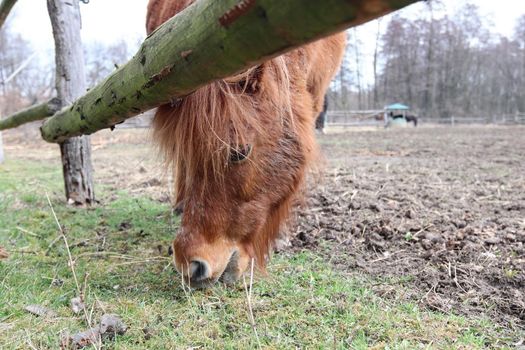 Searching for food - a horse on the graze - detail