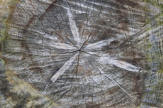 Cut tree trunk - texture of wood - annual rings
