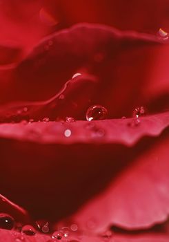 Wonderful rose flower petals and water drops, floral blossom and beauty in nature closeup