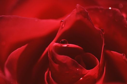 Wonderful rose flower petals and water drops, floral blossom and beauty in nature closeup