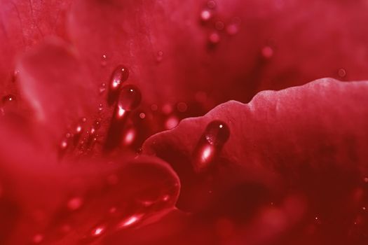 Wonderful rose flower petals and water drops, floral blossom and beauty in nature closeup