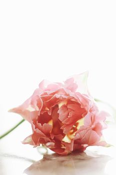 Beautiful pink tulip flower in bright morning sunlight, floral beauty closeup