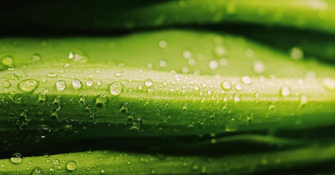 Green leaves with water drops as environmental background, nature closeup