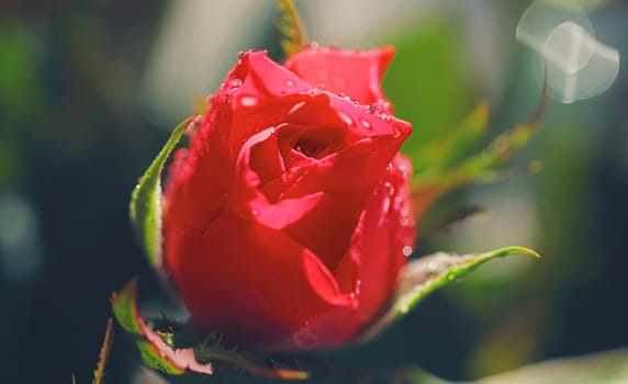 Beautiful garden rose flower and morning dew, floral bloom and beauty in nature closeup