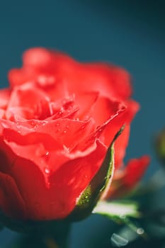 Beautiful garden rose flower and morning dew, floral bloom and beauty in nature closeup