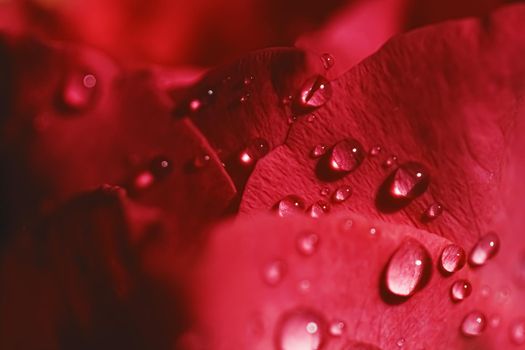 Wonderful rose flower petals and water drops, floral blossom and beauty in nature closeup