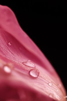 Beautiful pink flower with dew drops, floral beauty closeup