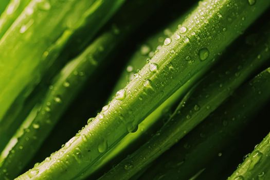 Green leaves with water drops as environmental background, nature closeup