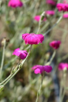 Rose campion flower - Latin name - Silene coronaria (Lychnis coronaria)