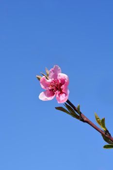 Peach tree flowers - Latin name - Prunus persica