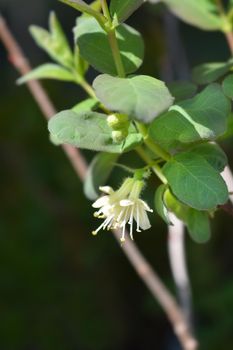 Honeyberry Borealis pale yellow flowers - Latin name - Lonicera caerulea Borealis