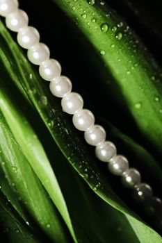 Pearls in exotic green leaves, luxury jewellery closeup