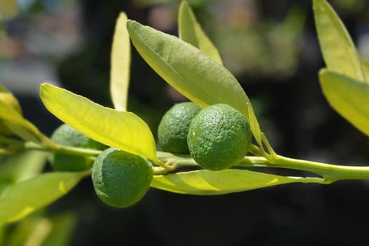 Mandarin orange unripe fruit - Latin name - Citrus reticulata