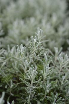 Cypress lavender cotton leaves - Latin name - Santolina chamaecyparissus