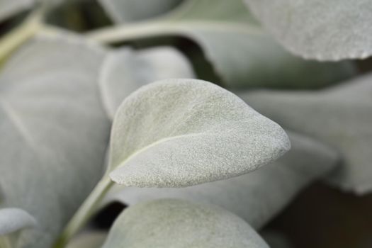 Shining-white ragwort Angel Wings leaves - Latin name - Senecio candidans Angel Wings