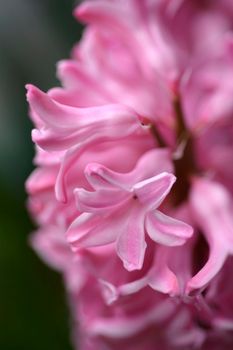 Common hyacinth flower - Latin name - Hyacinthus orientalis