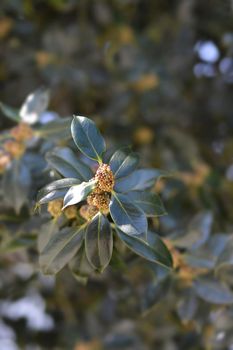 Common Holly branch - Latin name - Ilex aquifolium