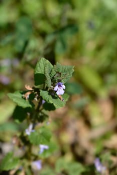 Ground-ivy - Latin name - Glechoma hederacea