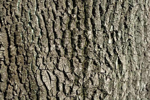 English oak bark detail - Latin name - Quercus robur Fastigiata