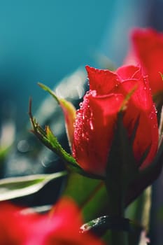 Beautiful garden rose flower and morning dew, floral bloom and beauty in nature closeup