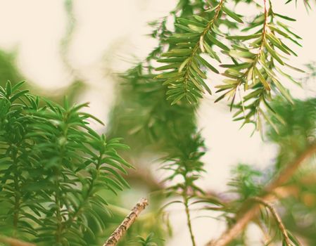 Spruce tree branches as abstract nature background and natural environment concept