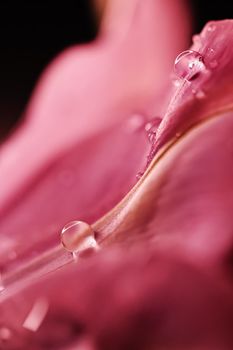 Beautiful pink flower with dew drops, floral beauty closeup