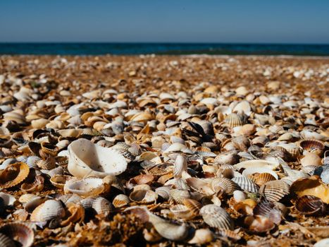 Beach seashells Horizon landscape nature summer tropics. High quality photo