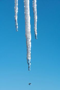 Icicles melt and drip in the spring against the blue sky.Meteorology, global warming, and melting snow and ice. Water dripping against the sky.