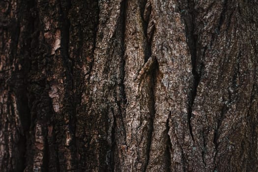 Natural wood, tree texture as wooden background, environment and nature closeup