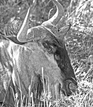 Black and White portrait study of the Blue Wildebeest (Connochaetes taurinus)