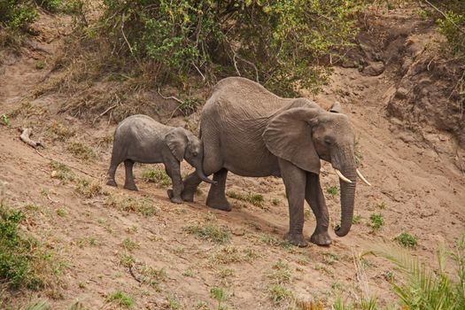 An African Elephant (Loxodonta africana) cow helping her young calf down a steep descent.