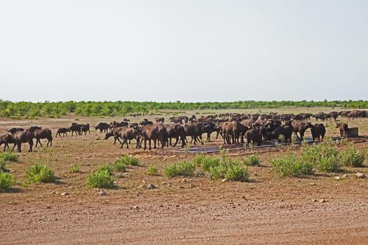 A herd of Cape Buffalo (Syncerus caffer) congregating at an artificial water point in Kruger National Park.