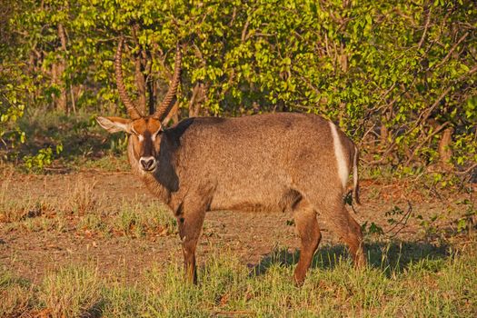 A male Waterbuck (Kobus ellipsiprymnus) in Kruger National Park.