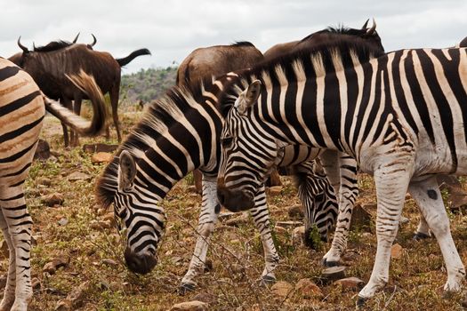 Burchell's Zebra (Equus quagga burchellii) grazing with Blue Wildebeest