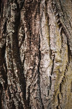 Natural wood, tree texture as wooden background, environment and nature closeup