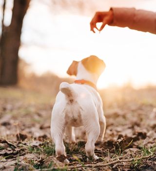 small purebred dog walking in nature in autumn walk fresh air friendship. High quality photo