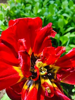 The Flower of a red peony swings in the wind, dried petals, green background, close up