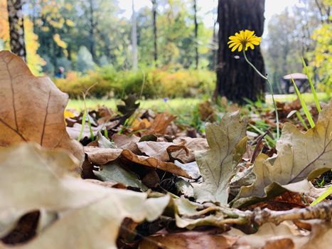 Close up view of yellow leaves lie on a green grass, autumn in a park, blue sky, buds of trees, Trunks of birches, sunny day, path in the woods, flower, look up