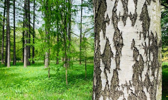 white birch trunk in a green park on a sunny day, A tree in a forest