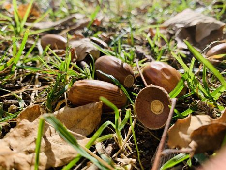 Yellow leaves lie on a green grass, acorns, panorama of first days of autumn in a park, blue sky, Buds of trees, Trunks of birches, sunny day, path in the woods, close up