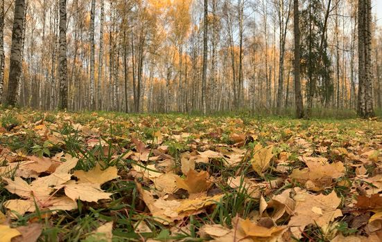 Yellow leaves lie on a green grass, Panorama of first days of autumn in a park, blue sky, Buds of trees, Trunks of birches, sunny day, path in the woods, perspective