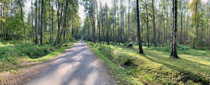 Panorama of first days of autumn in a park, long shadows, blue sky, Buds of trees, Trunks of birches, sunny day, path in the woods, yellow leafs, perspective