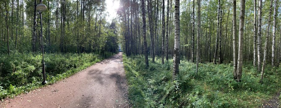 Panorama of first days of autumn in a park, long shadows, blue sky, Buds of trees, Trunks of birches, sunny day, path in the woods, yellow leafs, Lamppost, perspective