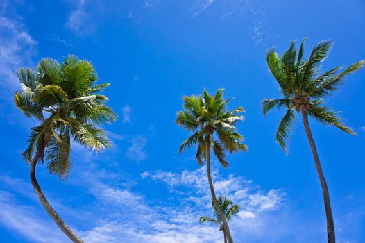 Pipa, Palms in Tropical beach, Natal, Brazil, South America