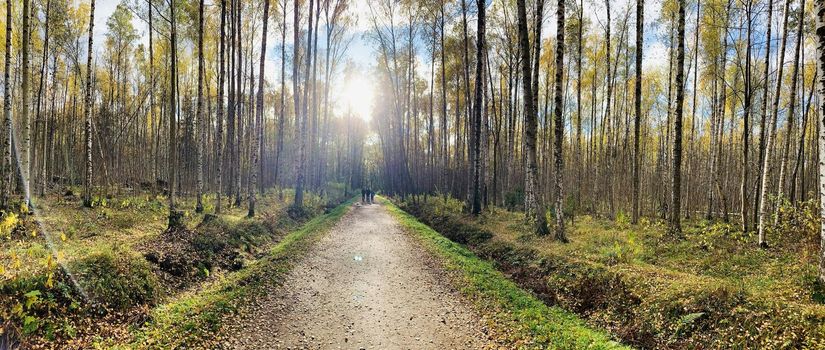 Panorama of first days of autumn in a park, long shadows, blue sky, Buds of trees, Trunks of birches, sunny day, path in the woods, yellow leafs, perspective