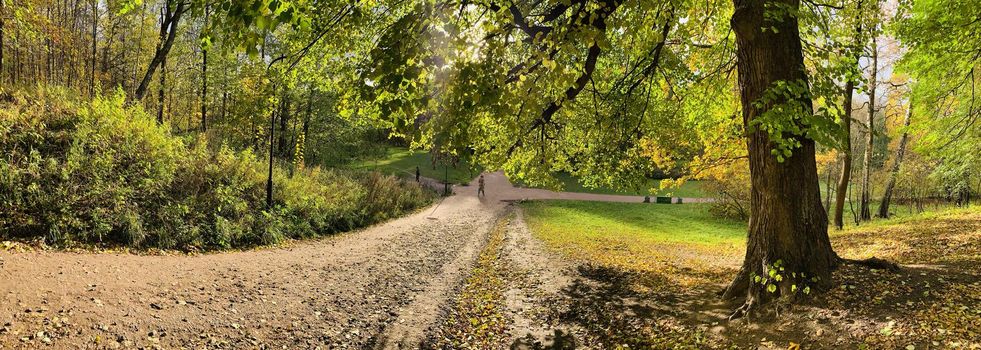 Yellow leaves lie on a green grass, Panorama of first days of autumn in a park, blue sky, Buds of trees, Trunks of birches, sunny day, path in the woods, perspective