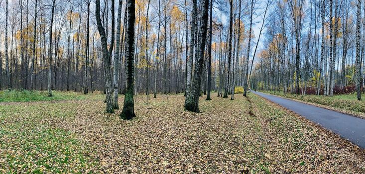 Panorama of first days of autumn in a park, long shadows, blue sky, Buds of trees, Trunks of birches, sunny day, path in the woods, yellow leafs, perspective