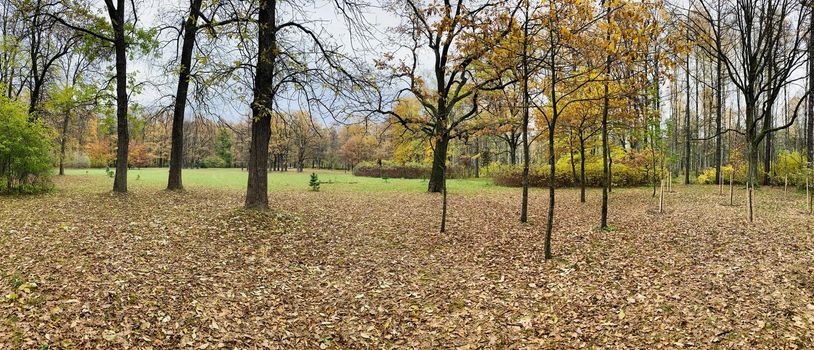 Panorama of first days of autumn in a park, long shadows, blue sky, Buds of trees, Trunks of birches, sunny day, path in the woods, yellow leafs, perspective