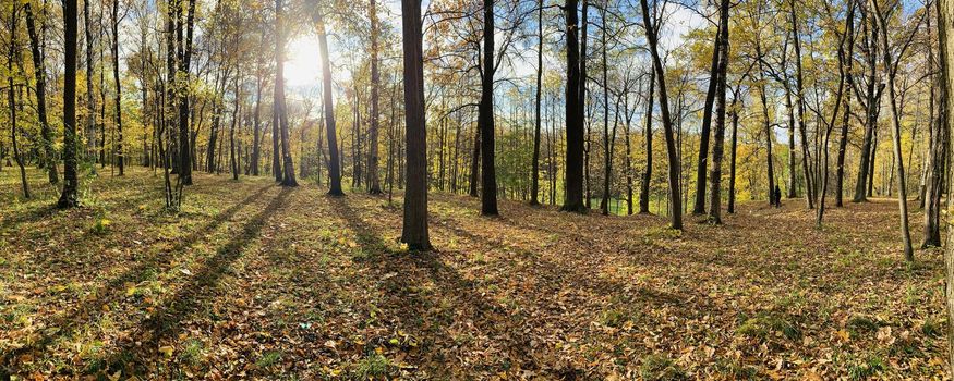 Yellow leaves lie on a green grass, Panorama of first days of autumn in a park, blue sky, Buds of trees, Trunks of birches, sunny day, path in the woods, perspective