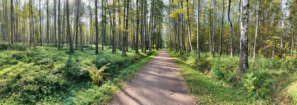 Panorama of first days of autumn in a park, long shadows, blue sky, Buds of trees, Trunks of birches, sunny day, path in the woods, yellow leafs, perspective